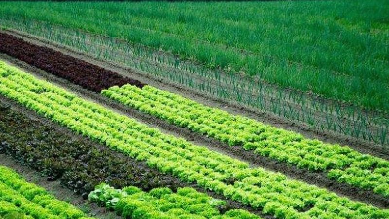 搞粮食种植需要什么手续