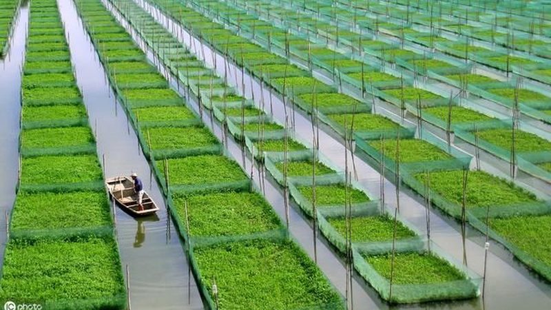 巴中市果蔬种植专业合作社