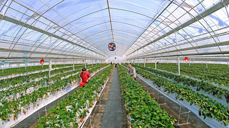 GB 2763：食品农药最大残留限量