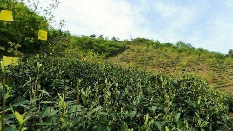 有机肥设备全套生产线：揭秘价格背后的秘密
