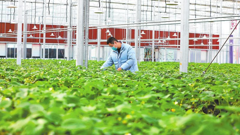 家庭有机蔬菜种植流程：从土壤到餐桌的绿色之旅