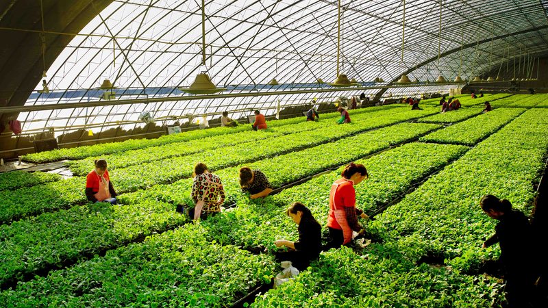 农业种植加盟，如何甄别靠谱项目？**