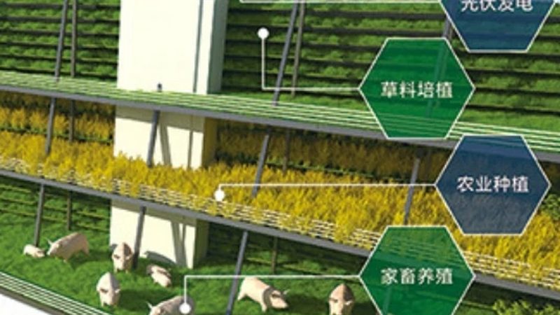 农民专业合作社理事长：肩负重任，引领农业合作新篇章