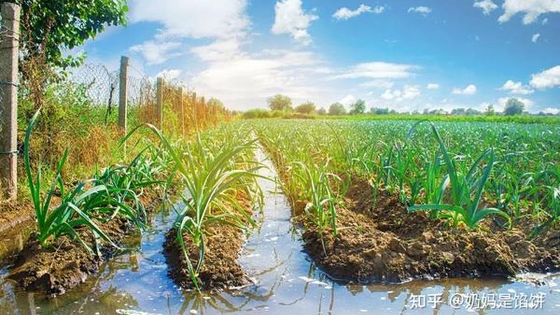 农产品价格行情数据API：农业信息化时代的利器