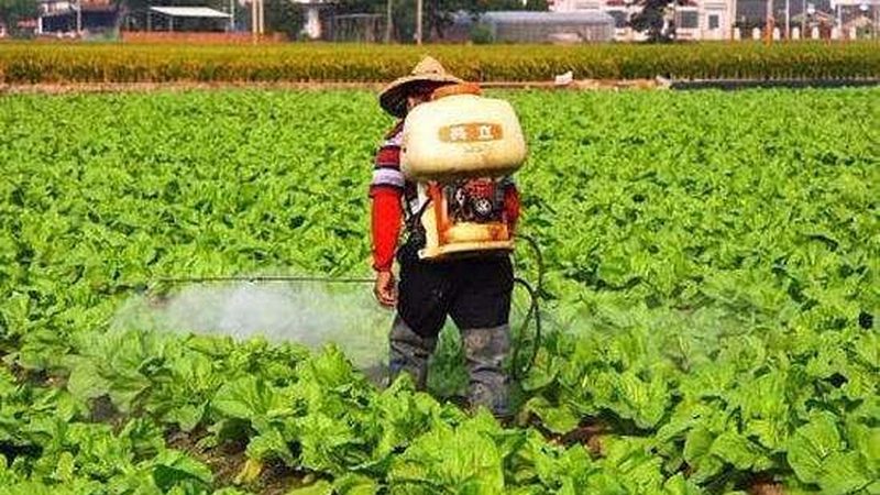 屋顶农业种植优缺点分析：探索绿色生态的新途径